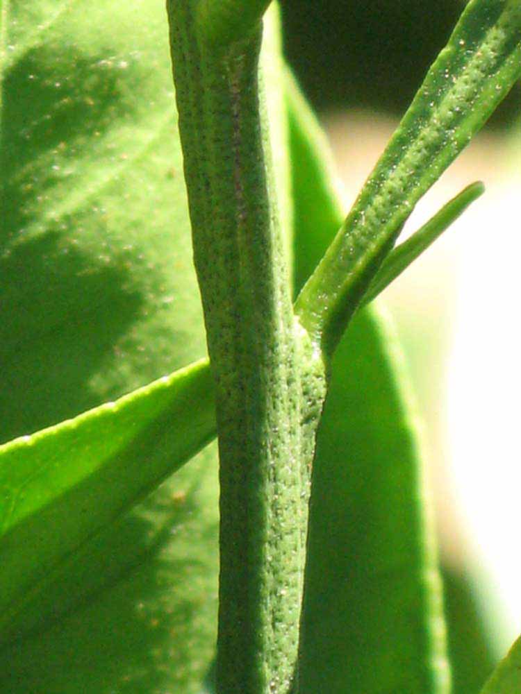            First year twig (Riverside, CA)   